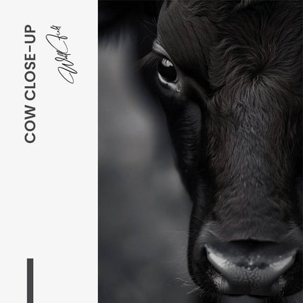 Cow Close-Up – Glass