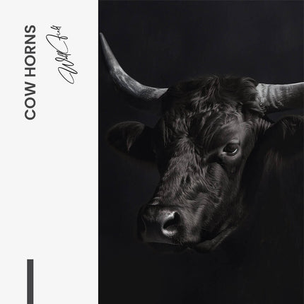 Cow Horns – Glass