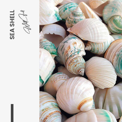 Sea Shell – Glass