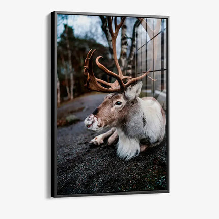 The Caribou – Glass
