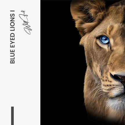 Bundle: "Blue Eyed Lions" (2x)