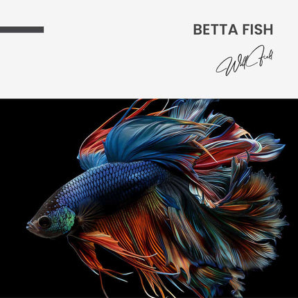 Betta Fish – Glass