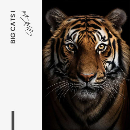 Bundle: "Big Cats" (3x)