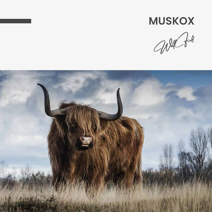 Muskox – Glass