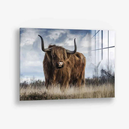 Muskox – Glass