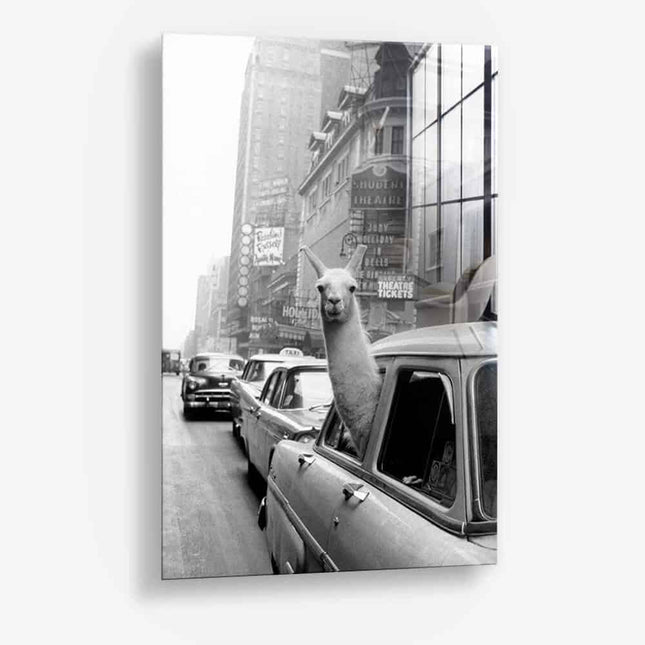 New York Lama – Glass