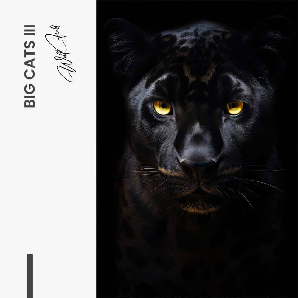 Bundel: “Big Cats” (3x)