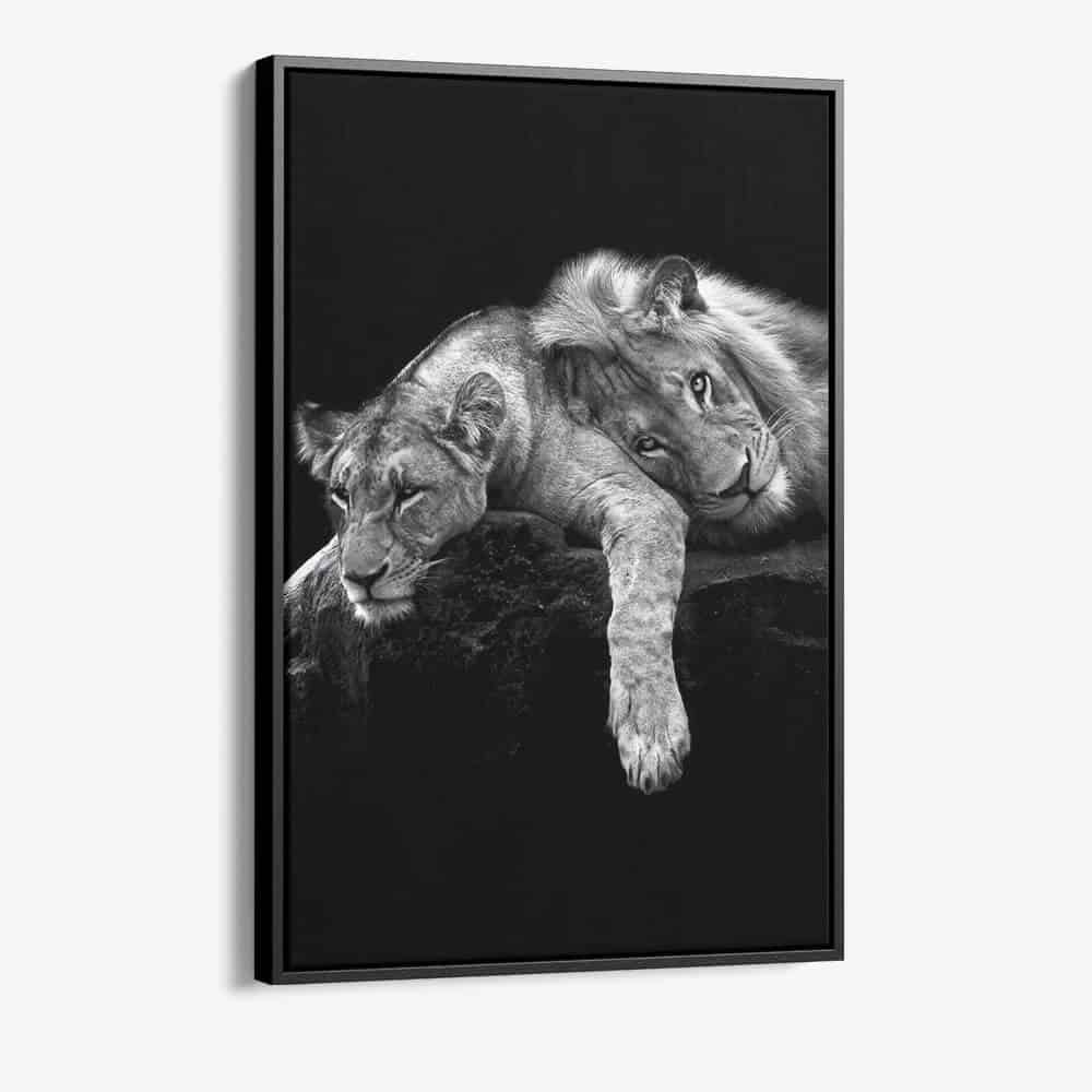 "Lion Love"