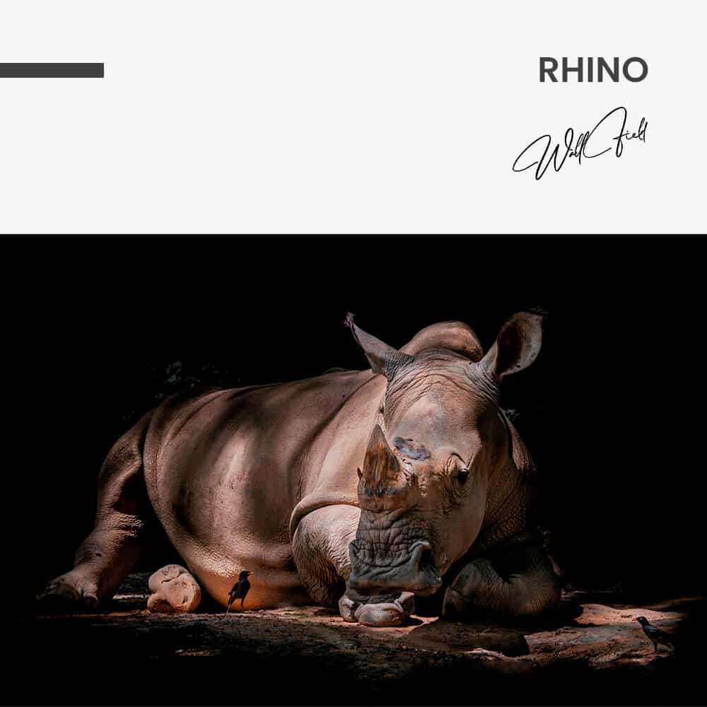 "Rhino"