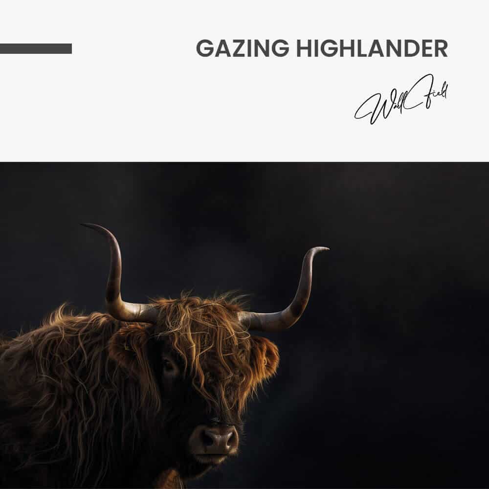 "Gazing Highlander"