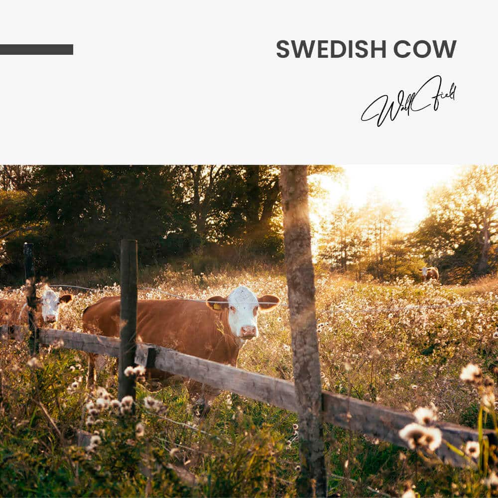 "Swedish Cow"