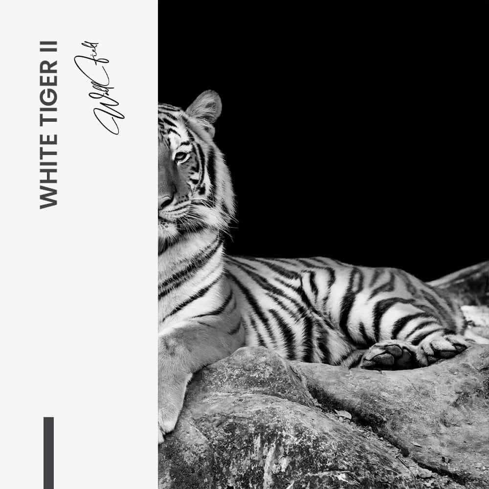 Bundle: "White Tiger" (2x)