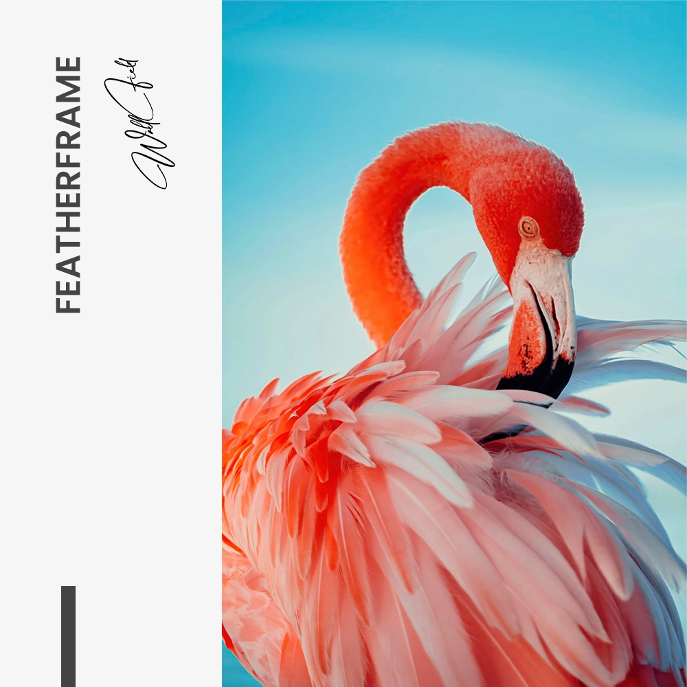 "Featherframe"