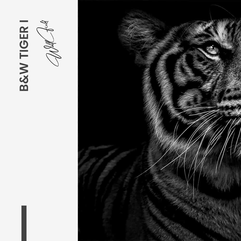 Bundle: "B&W Tiger" (2x) – Verre
