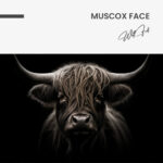 Muscox Face – Verre – Image 5