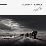 "Elephant Family" – Image 7