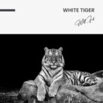 White Tiger – Verre – Image 5
