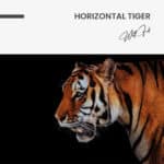 Horizontal Tiger – Verre – Image 5