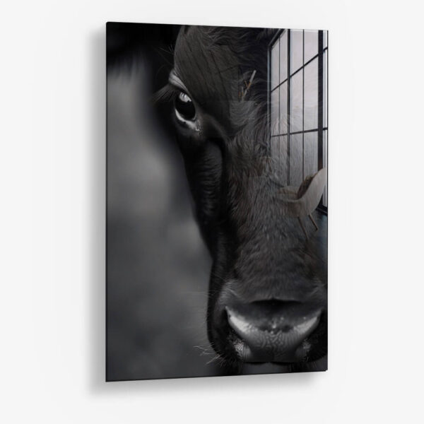 Cow Close-Up – Verre
