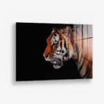 Horizontal Tiger – Verre