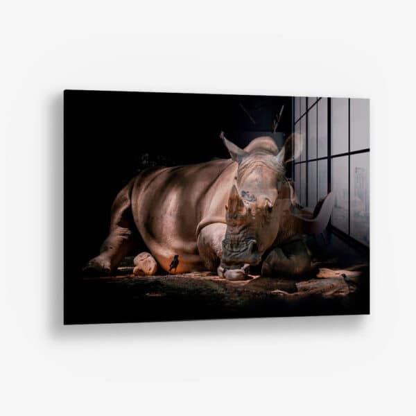 Rhino – Verre