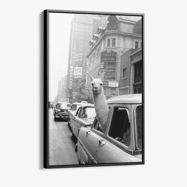 "New York Lama"