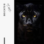Lot: "Big Cats" (3x) – Verre – Image 4