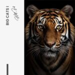 Lot: "Big Cats" (3x) – Verre – Image 6