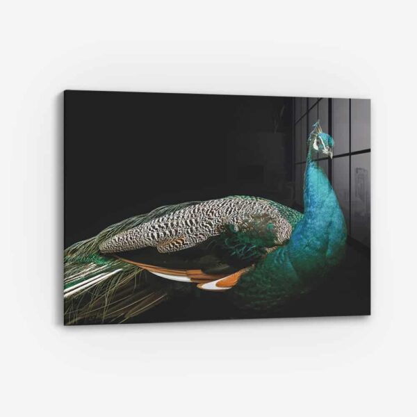 Peacock – Verre