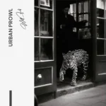Urban Prowl – Verre – Image 5