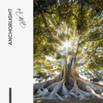 Anchorlight – Verre – Image 5
