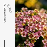 Crimson Ratio – Verre – Image 5