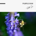 Purple Run – Verre – Image 5