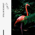 Still in Scarlet – Verre – Image 5