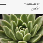 "Thorn Array" – Image 7