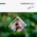 Timberwatch – Verre – Image 5