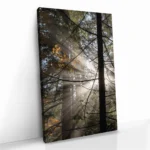 "Line of Light" – Image 2