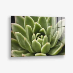 Thorn Array – Verre